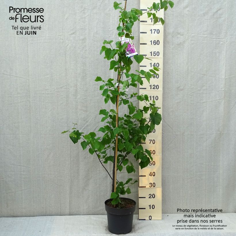 Esemplare di Cercis canadensis Pink Pom Pom's - Albero di Giuda Vaso da 7,5L/10L consegnato in estate