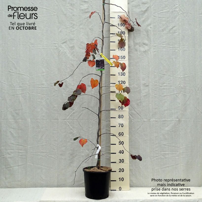 Esemplare di Cercis canadensis Ruby Falls - Albero di Giuda Vaso da 7,5L/10L come consegnato in autunno