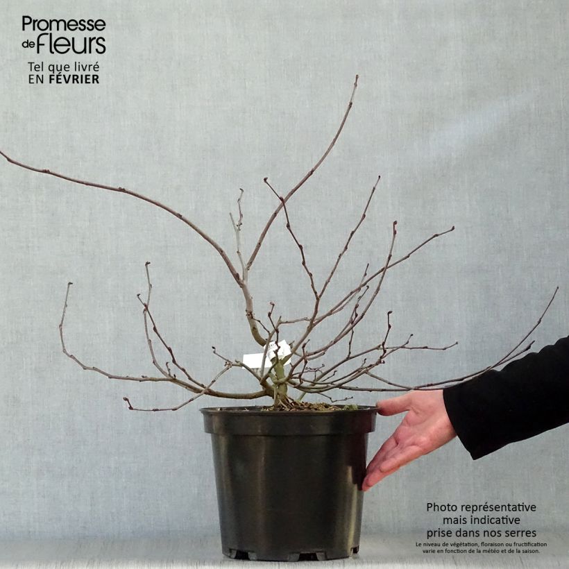 Cercis siliquastrum - Albero di Giuda Vaso da 7,5L/10L esemplare consegnato in inverno
