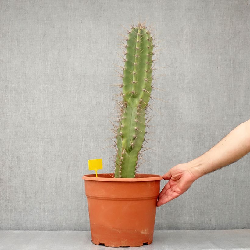 Cereus peruvianus - Cierge du Pérou - Pot de 12L/15L esemplare consegnato in primavera