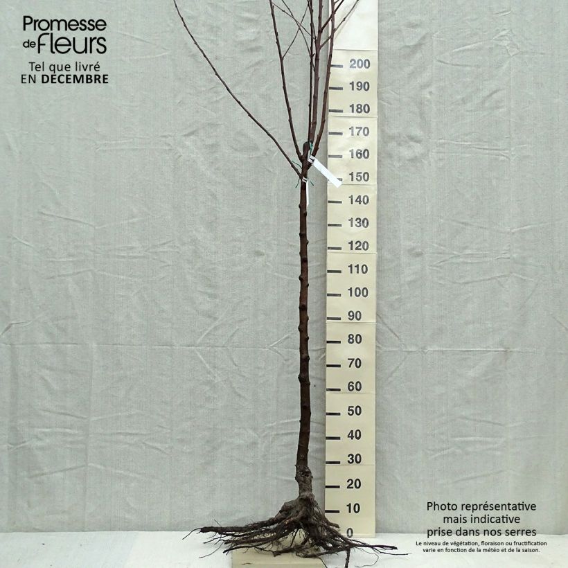 Ciliegio Van Piante grandi a radice nuda, Vaso impalcato medio esemplare consegnato in inverno