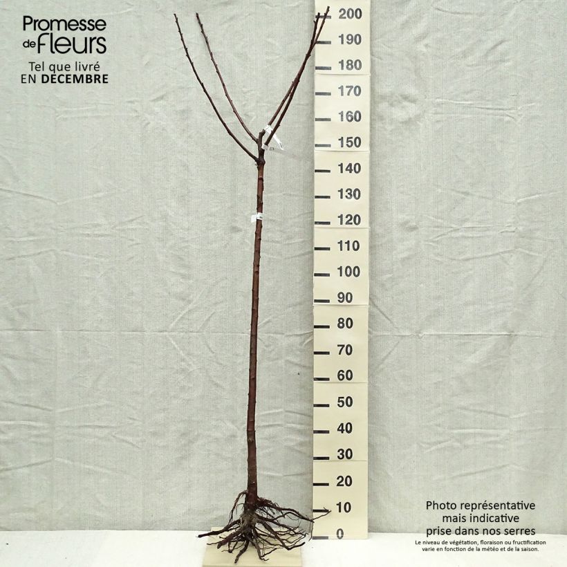 Amareno Cerise Allégria Delbard delkarsun Piante grandi a radice nuda, Vaso impalcato medioAltezza consegnata circa 200/220cm esemplare consegnato in inverno