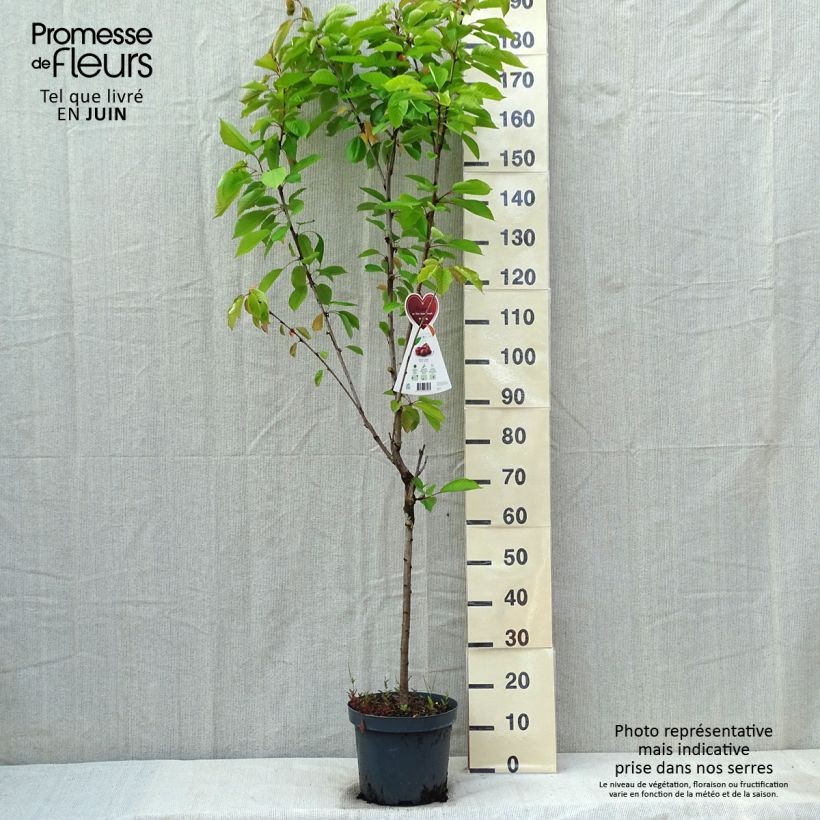 Ciliegio Schneiders Späte Knorpelkirsche Vaso da 7,5L/10L, VasettoAltezza consegnata circa 125/150cm esemplare consegnato in primavera