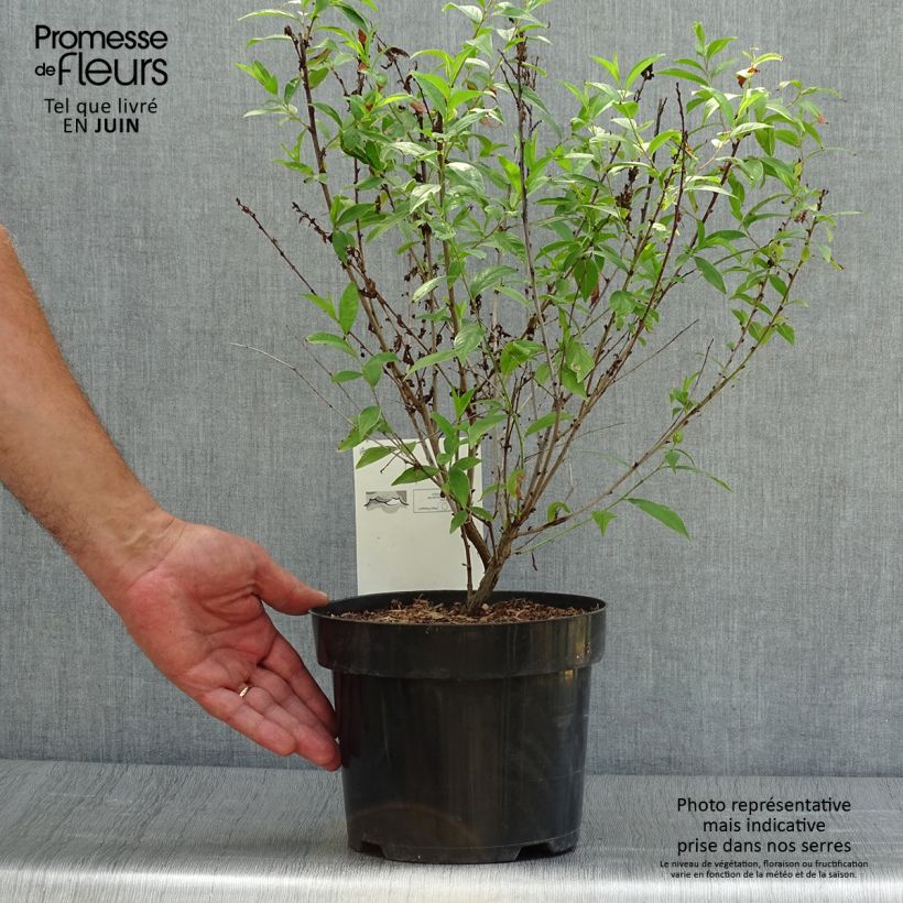 Esemplare di Prunus glandulosa Alba Plena - Ciliegio da fiore Vaso da 2L/3L consegnato in estate