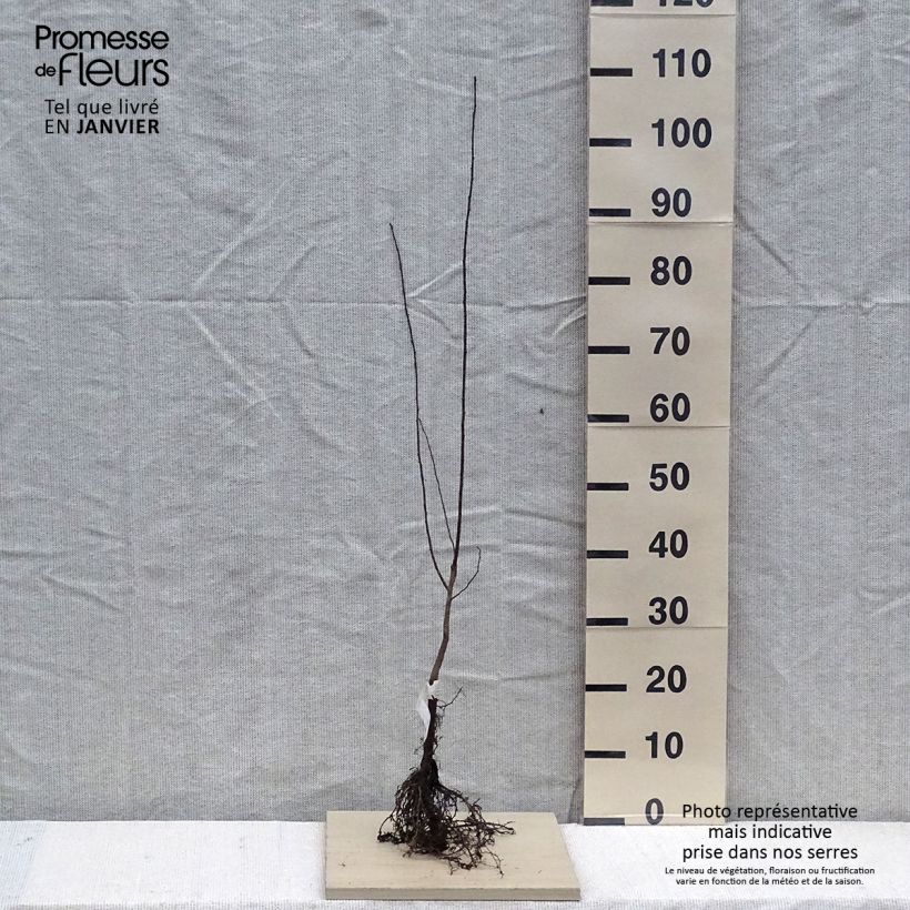 Prunus cerasifera - Ciliegio da fiore Piante piccole a radice nudaAltezza consegnata circa 60/70cm esemplare consegnato in inverno