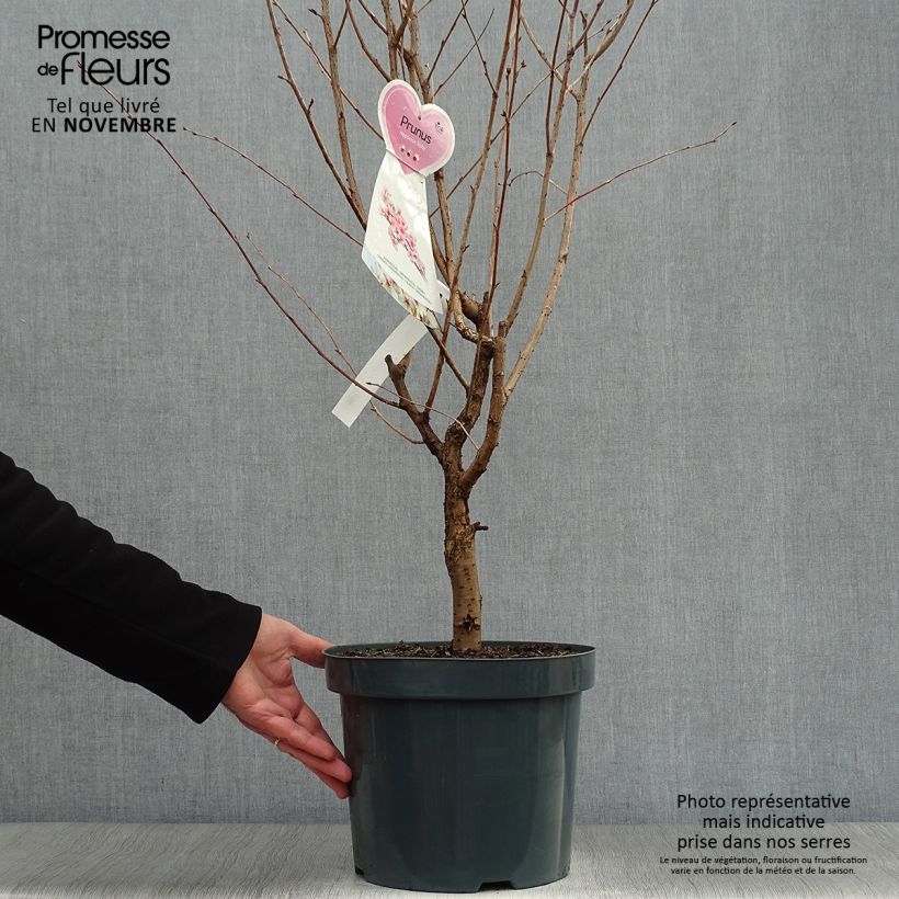 Esemplare di Prunus nipponica var. kurilensis Ruby - Ciliegio da fiore Vaso da 7,5L/10L come consegnato in autunno