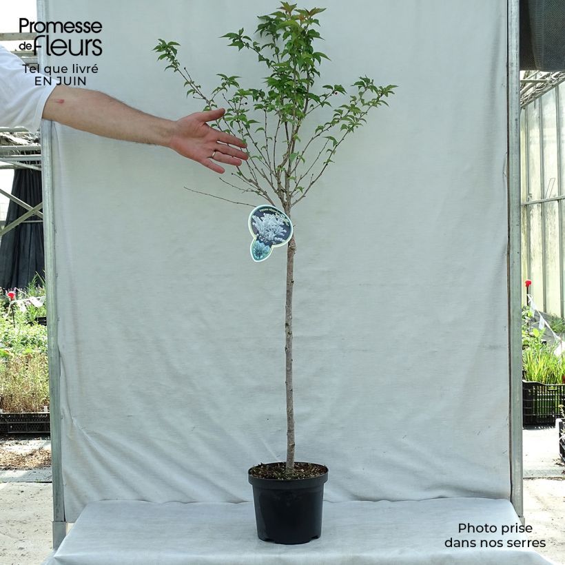 Esemplare di Prunus nipponica var. kurilensis Brillant - Ciliegio da fiore Vaso da 2L/3L consegnato in estate
