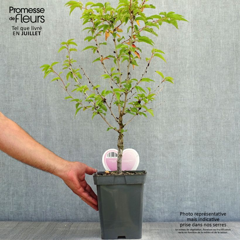 Esemplare di Prunus nipponica var. kurilensis Brillant - Ciliegio da fiore Vaso da 4L/5L consegnato in estate
