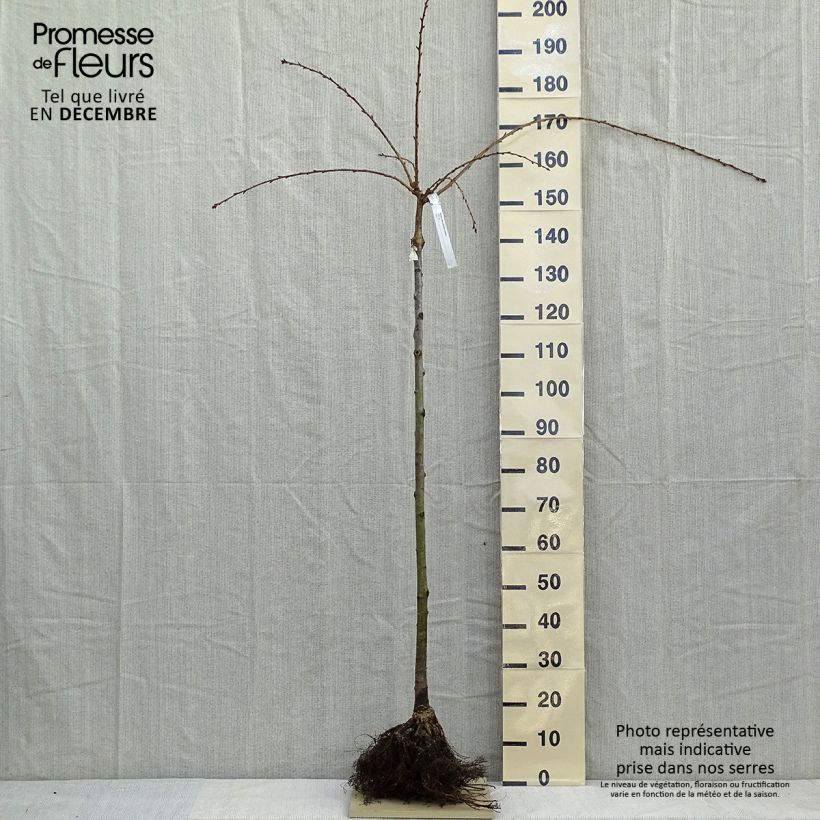 Prunus serrulata Kiku-Shidare-Zakura - Ciliegio da fiore Piante grandi a radice nuda esemplare consegnato in inverno