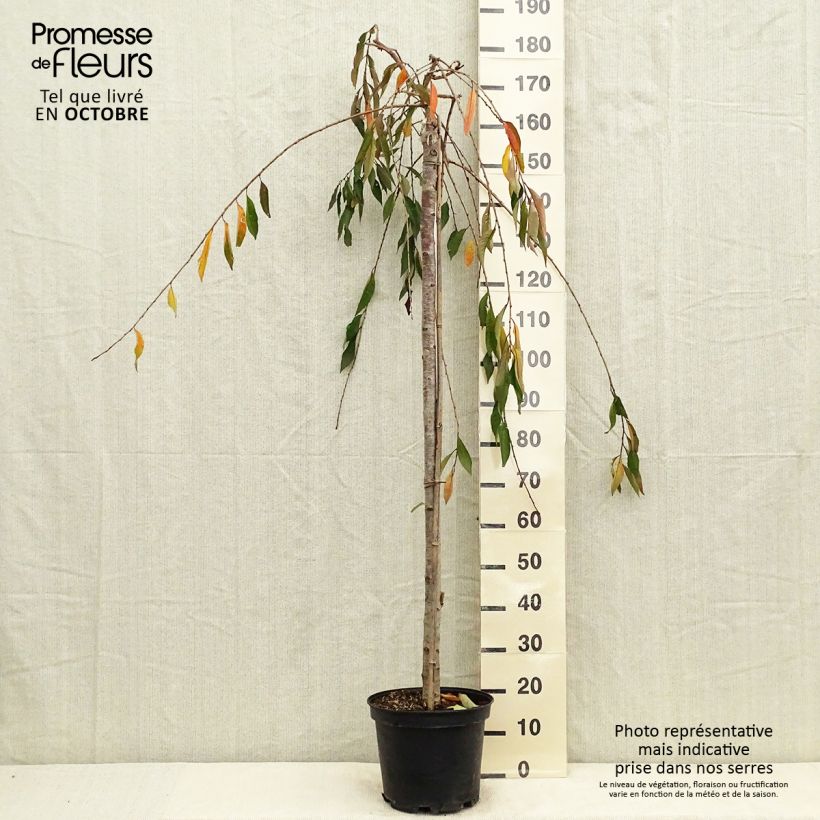 Esemplare di Prunus subhirtella Pendula Rubra - Ciliegio da fiore Vaso da 7,5L/10L come consegnato in autunno