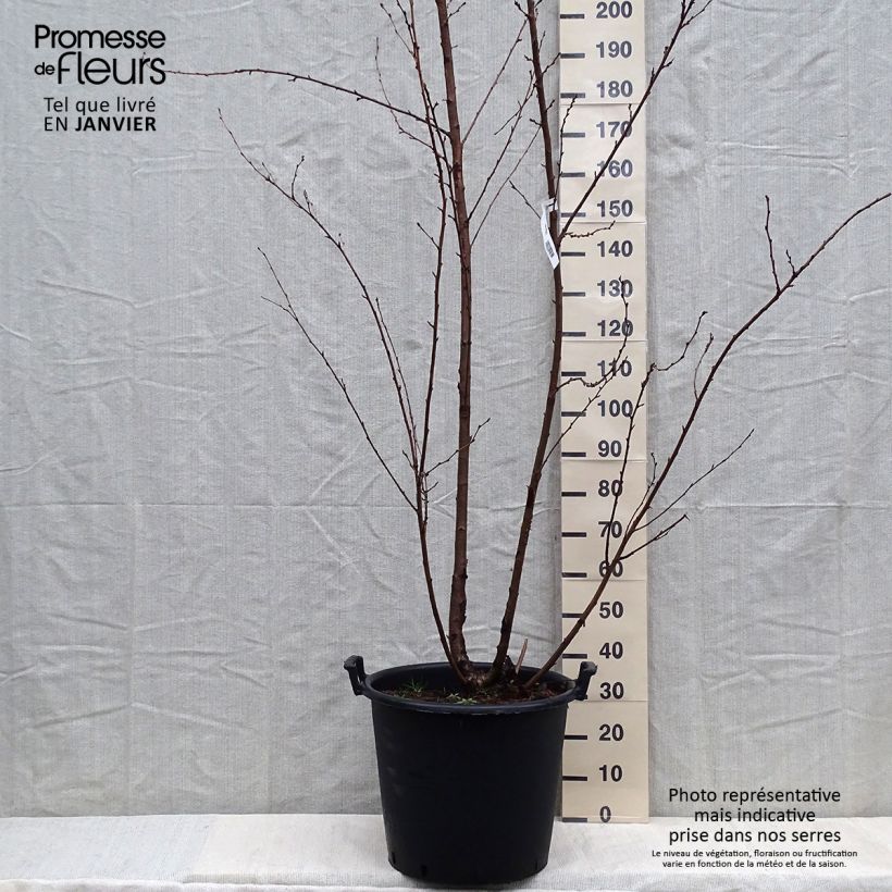 Prunus yedoensis - Ciliegio da fiore Vaso da 50L/55L esemplare consegnato in inverno