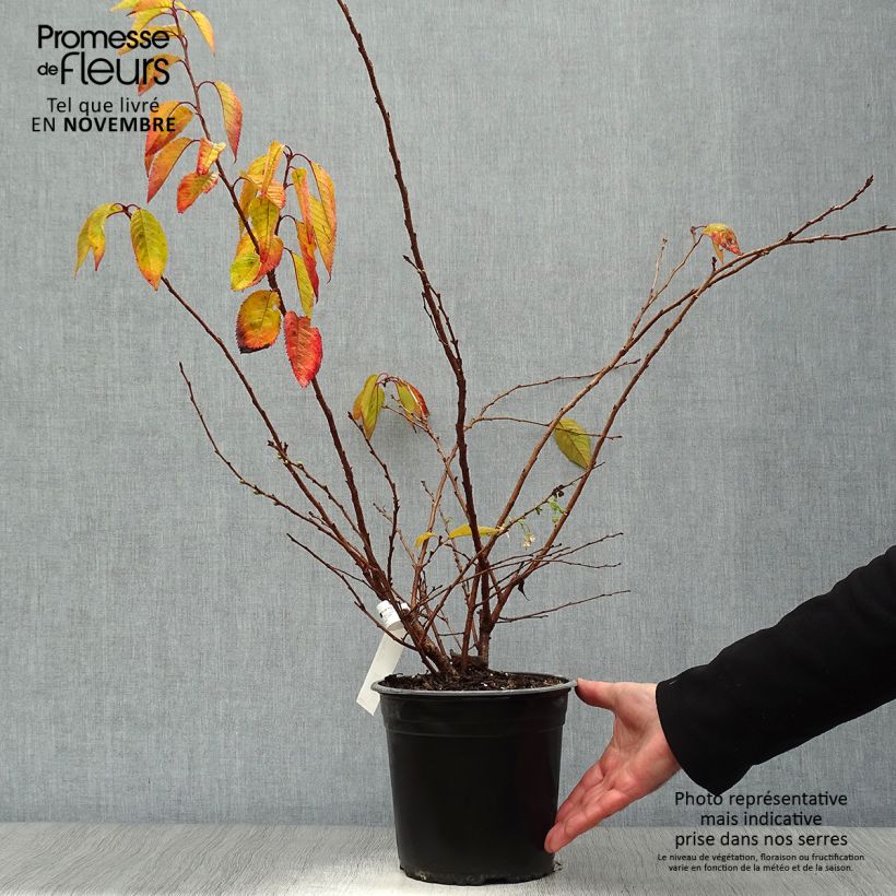 Esemplare di Prunus Autumnalis Rosea - Ciliegio da fiore Vaso da 4L/5L come consegnato in autunno