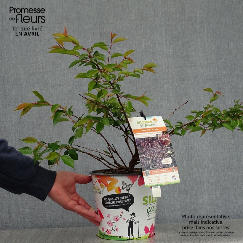 Prunus Autumnalis Rosea - Ciliegio da fiore Vaso da 4L/5L esemplare consegnato in primavera