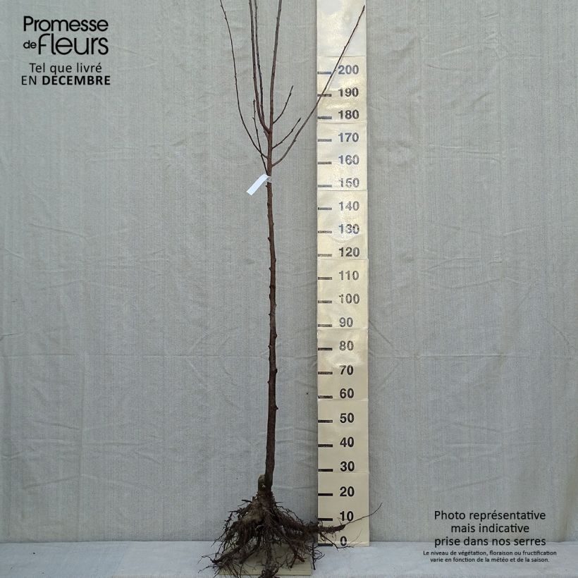 Prunus sargentii - Ciliegio da fiore Piante grandi a radice nuda esemplare consegnato in inverno