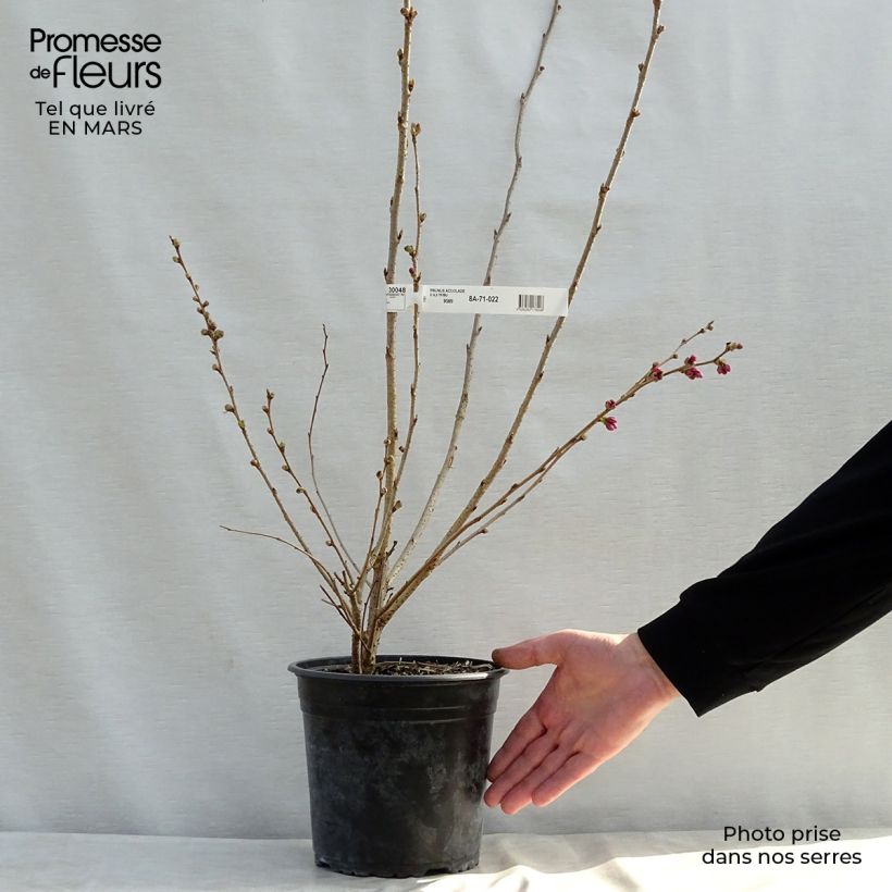 Prunus Accolade - Ciliegio da fiore Vaso da 4L/5LAltezza consegnata circa 80/185cm esemplare consegnato in primavera