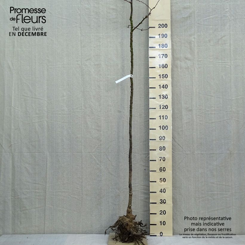 Prunus Accolade - Ciliegio da fiore Piante grandi a radice nudaAltezza consegnata circa 300+cm esemplare consegnato in inverno