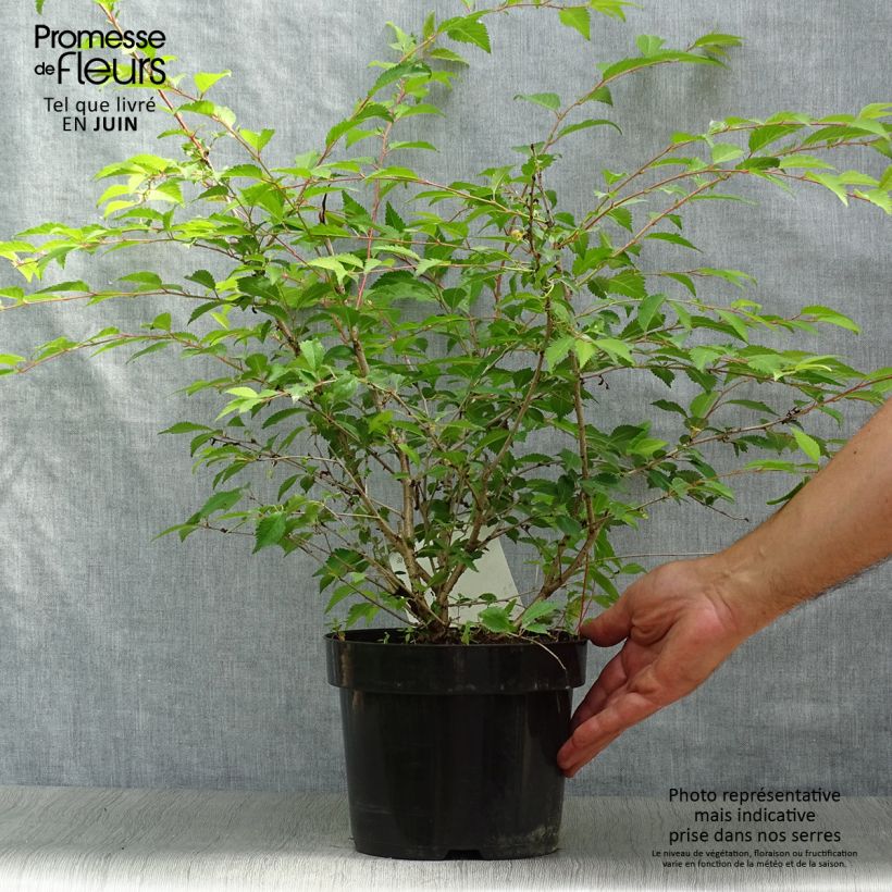 Esemplare di Prunus incisa Mikinori - Ciliegio da fiore Vaso da 3L/4L consegnato in estate