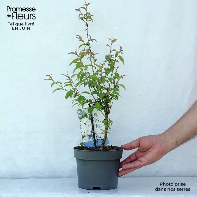 Esemplare di Prunus incisa Oshidori - Ciliegio da fiore Vaso da 2L/3L consegnato in estate