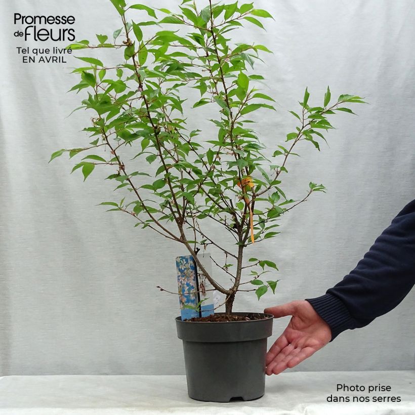 Prunus incisa Paean - Ciliegio da fiore Vaso da 2L/3L esemplare consegnato in primavera