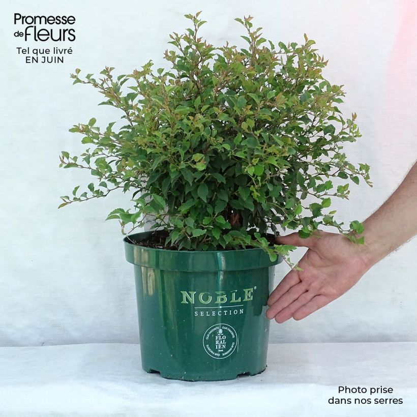 Esemplare di Prunus incisa Kojo no mai - Ciliegio da fiore Vaso da 7,5L/10L consegnato in estate