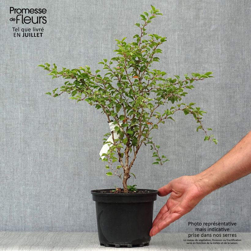 Esemplare di Prunus incisa Kojo no mai - Ciliegio da fiore Vaso da 2L/3L consegnato in estate