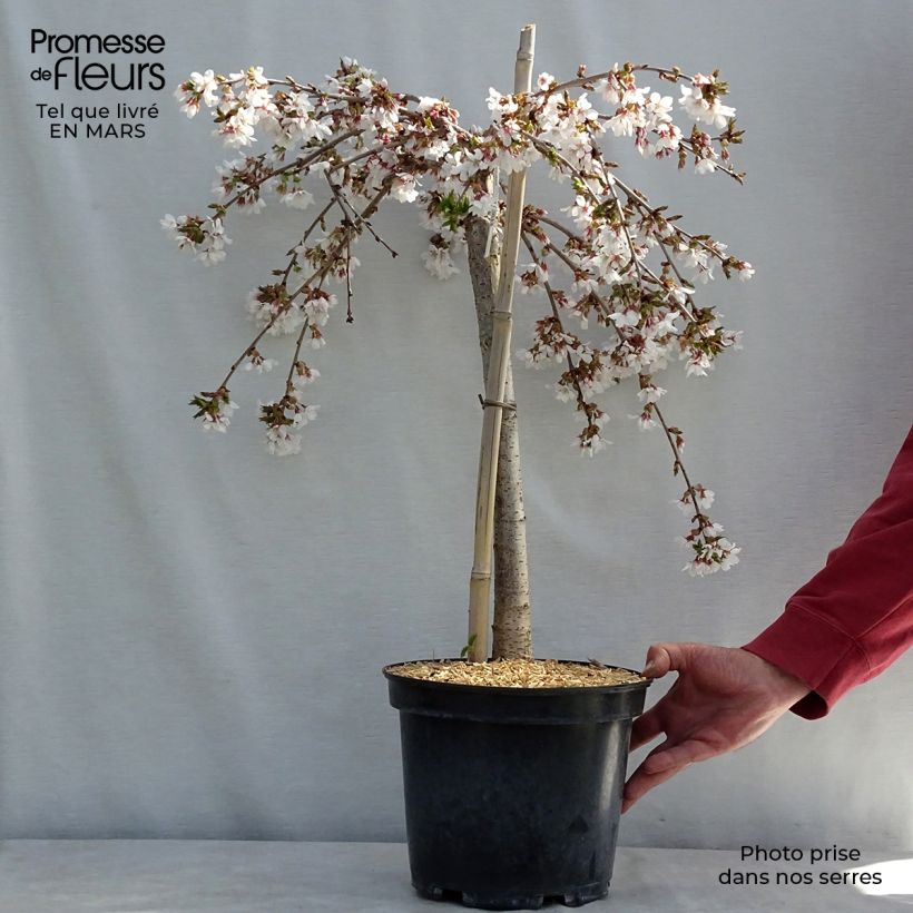 Prunus Snow Fountains - Ciliegio da fiore Vaso da 6L/7L esemplare consegnato in primavera