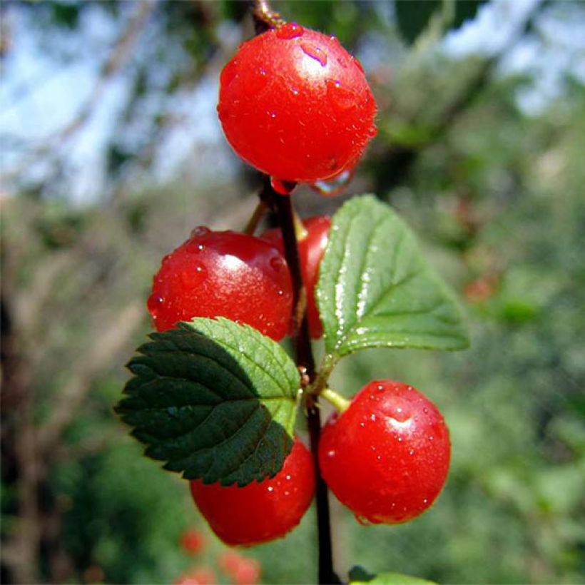 Ciliegio colonnare Sylvia (Raccolta)