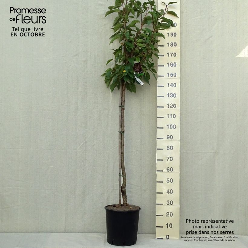 Esemplare di Prunus serrulata Kanzan - Ciliegio da fiore Vaso da 7,5L/10L come consegnato in autunno