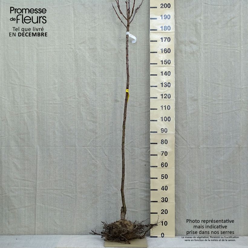 Prunus serrulata Kanzan - Ciliegio da fiore Piante grandi a radice nuda esemplare consegnato in inverno