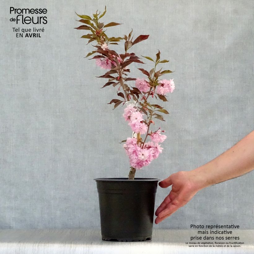 Prunus serrulata Royal Burgundy - Ciliegio da fiore Vaso da 4L/5LAltezza consegnata circa 60/80cm esemplare consegnato in primavera