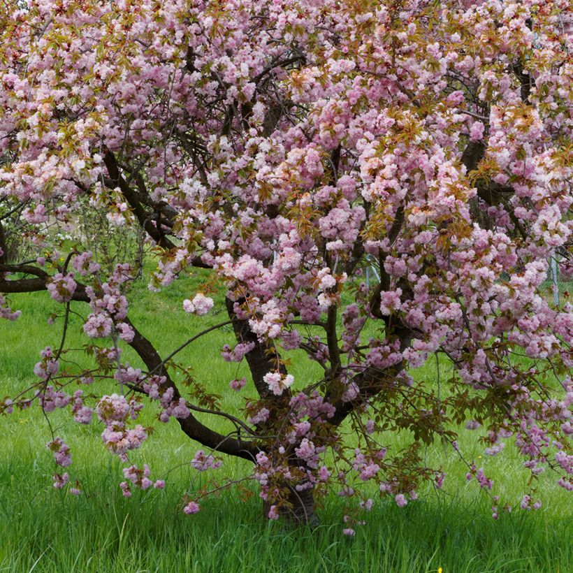 Prunus serrulata Royal Burgundy - Ciliegio da fiore (Porto)
