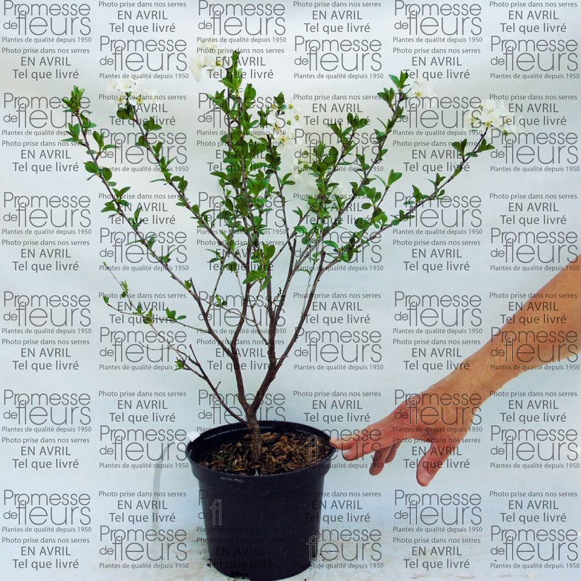 Esempio di esemplare Amareno Cherry Boop Vaso da 2L/3L, Nano come consegnato