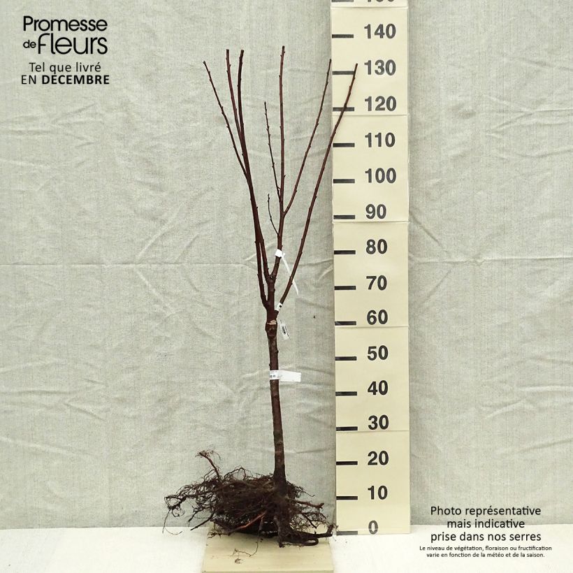 Amareno Maynard Piante grandi a radice nuda, Vaso impalcato bassoAltezza consegnata circa 40cm esemplare consegnato in inverno