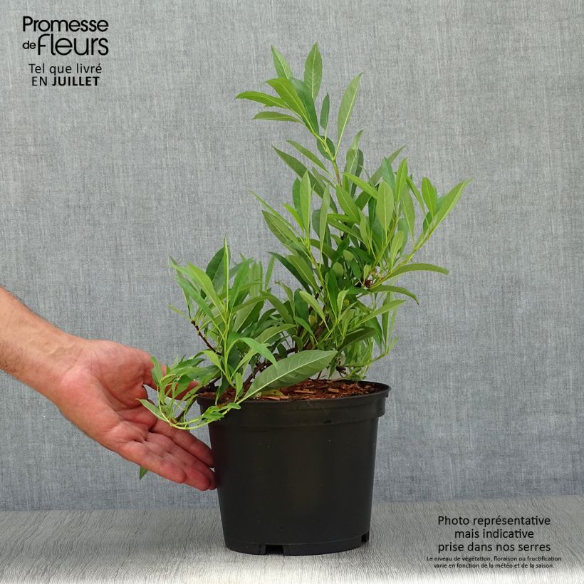Esemplare di Prunus pumila Depressa - Ciliegio da fiore Vaso da 2L/3L consegnato in estate