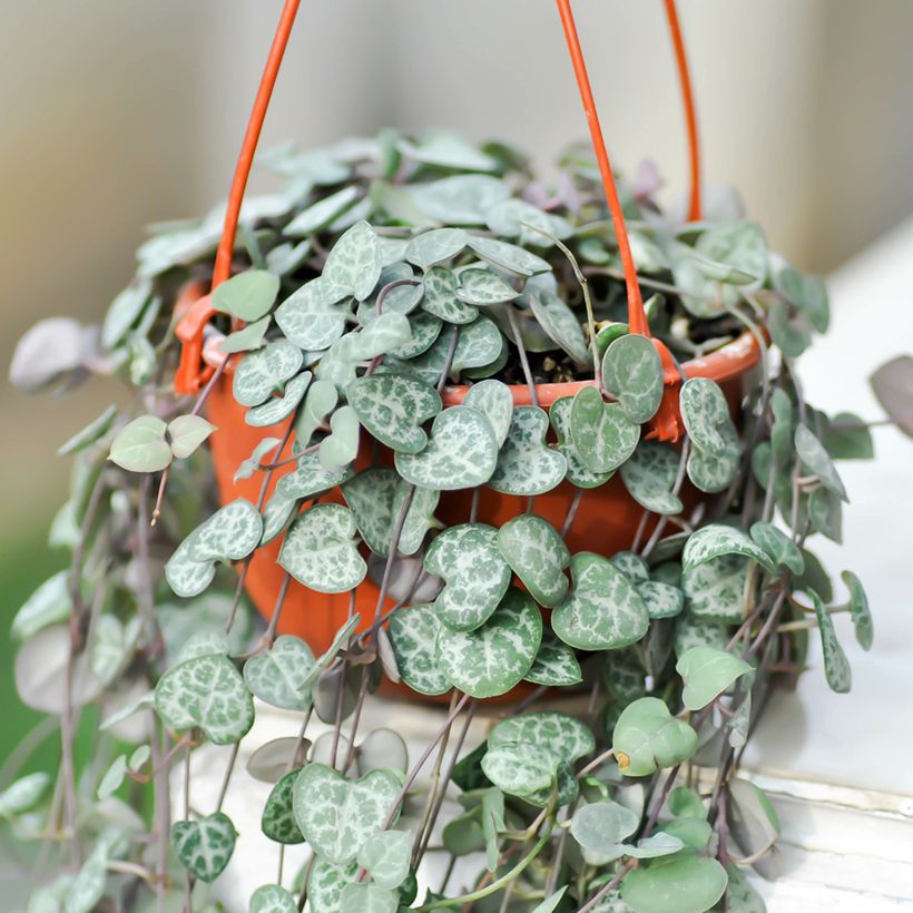 Ceropegia woodii - Collana di cuori (Porto)