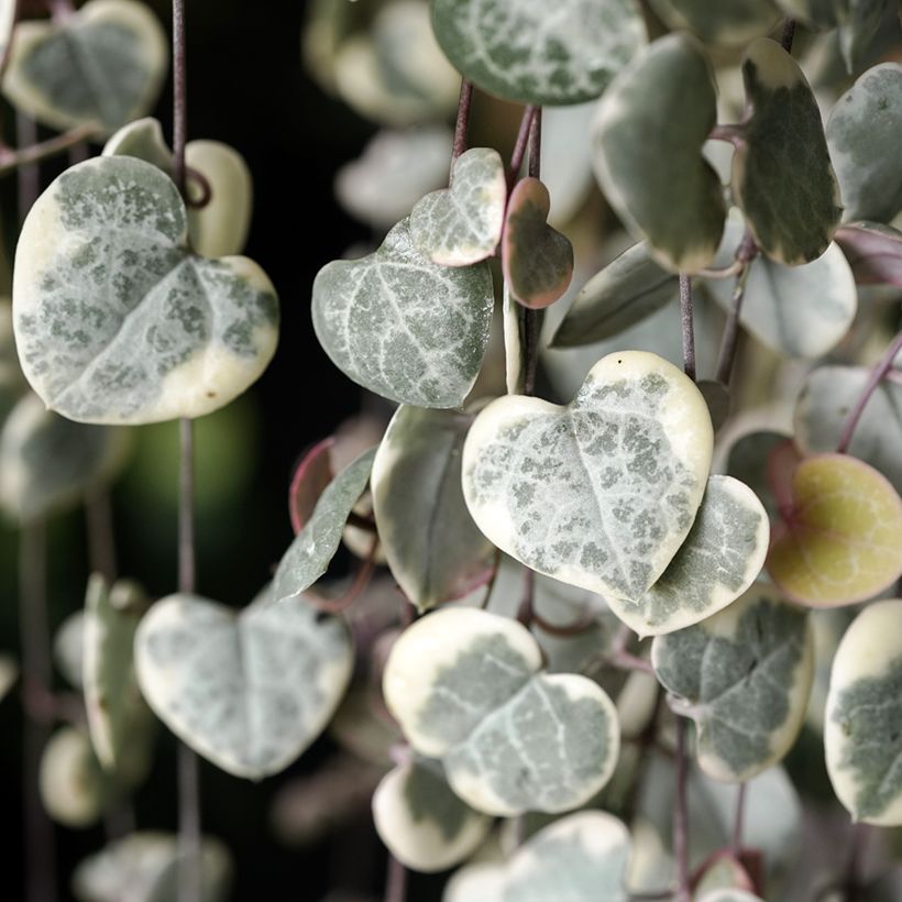 Ceropegia woodii Variegata - Collana di cuori (Fogliame)