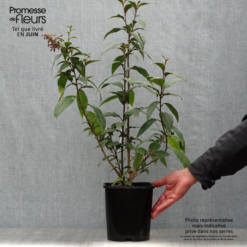 Esemplare di Cestrum elegans Rubrum Vaso da 4L/5L consegnato in estate