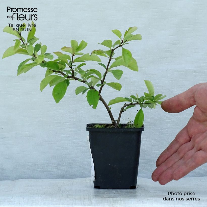 Esemplare di Chaenomeles superba Nicoline - Fior di Pesco Vasetto da 8/9 cm consegnato in estate