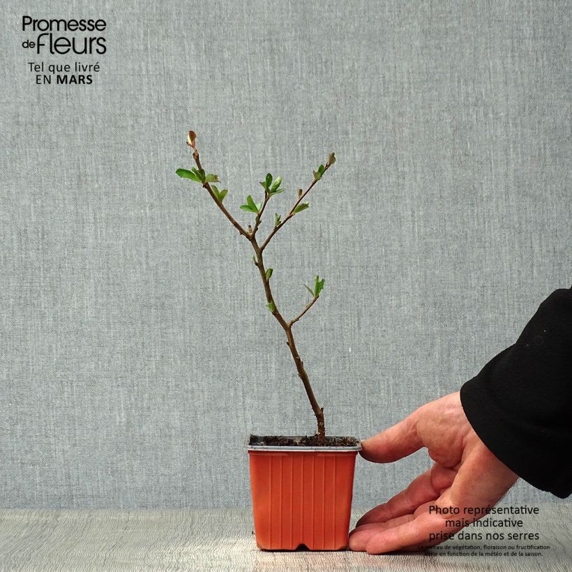 Chaenomeles superba Nicoline - Fior di Pesco Vasetto da 8/9 cmAltezza consegnata circa 10/15cm esemplare consegnato in primavera