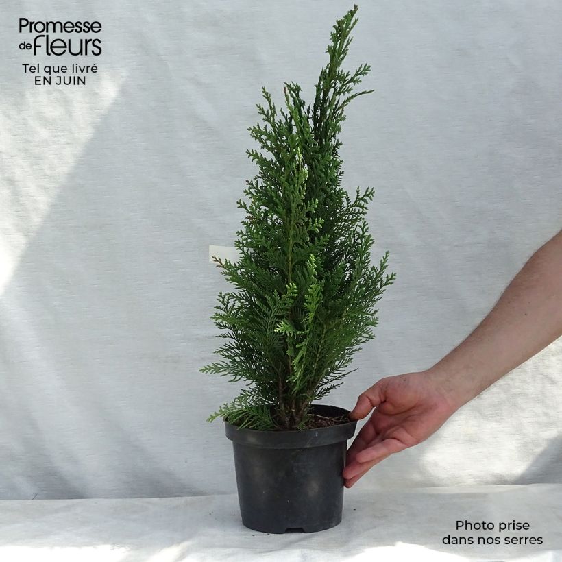 Esemplare di Chamaecyparis lawsoniana Alumii - Cipresso bianco Vaso da 3L/4L consegnato in estate