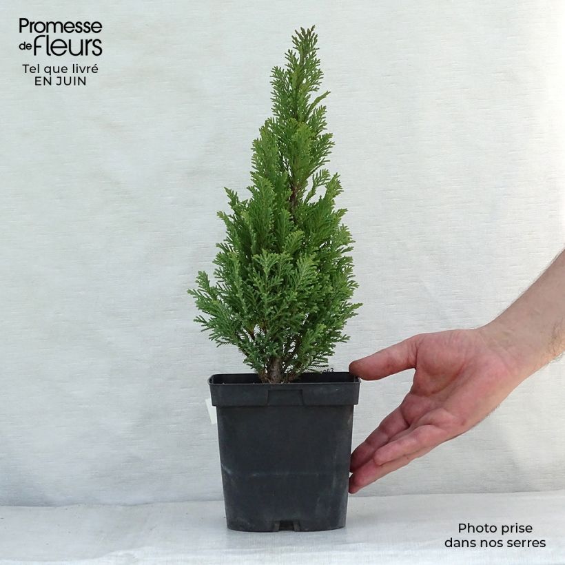 Esemplare di Chamaecyparis lawsoniana Elwoodii - Cipresso bianco Vaso da 2L/3L consegnato in estate