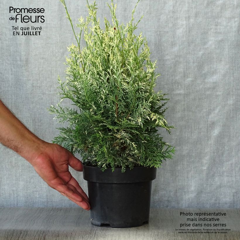 Esemplare di Chamaecyparis lawsoniana Pearly Swirls - Cipresso bianco Vaso da 2L/3L consegnato in estate