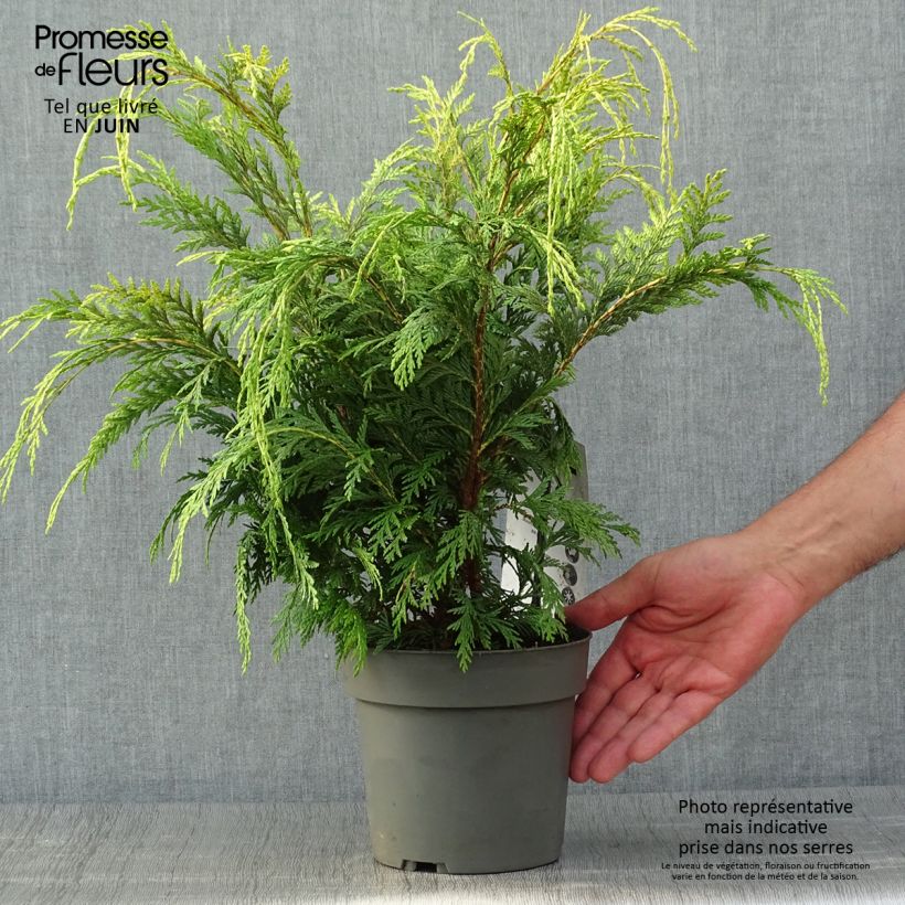 Esemplare di Chamaecyparis lawsoniana Sunkist - Cipresso bianco Vaso da 2L/3L consegnato in estate