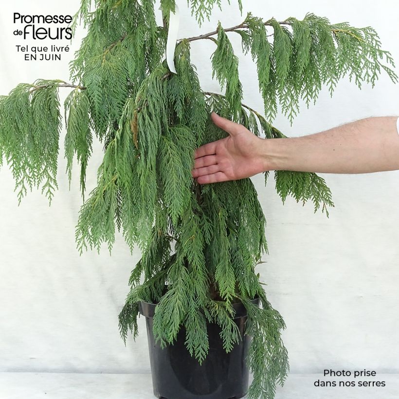 Esemplare di Chamaecyparis nootkatensis Pendula - Cipresso di Nootka Vaso da 7,5L/10L consegnato in estate