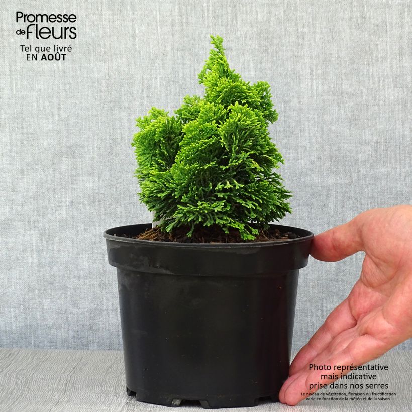 Esemplare di Chamaecyparis obtusa Aurora - Cipresso di Hinoki Vaso da 2L/3L consegnato in estate