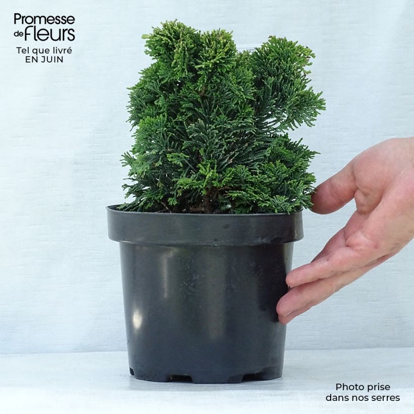 Esemplare di Chamaecyparis obtusa Nana Gracilis - Faux cyprès du Japon               Vaso da 2L/3L consegnato in estate