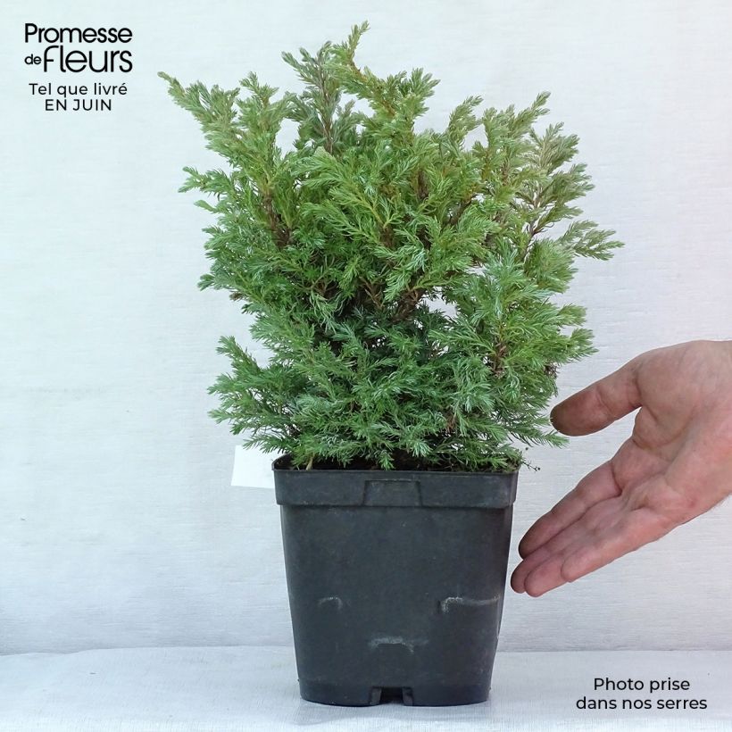 Esemplare di Chamaecyparis pisifera Boulevard Vaso da 2L/3L consegnato in estate