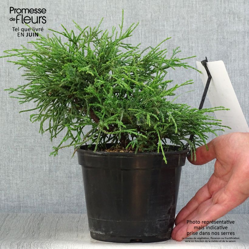 Esemplare di Chamaecyparis pisifera Filifera Nana Vaso da 2L/3L consegnato in estate