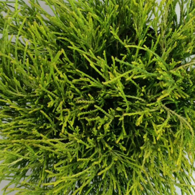 Chamaecyparis pisifera Kaatje (Fogliame)