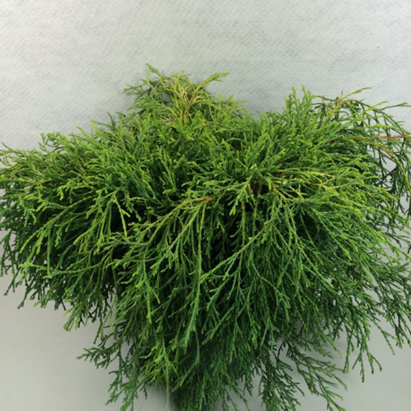 Chamaecyparis pisifera Kaatje (Porto)